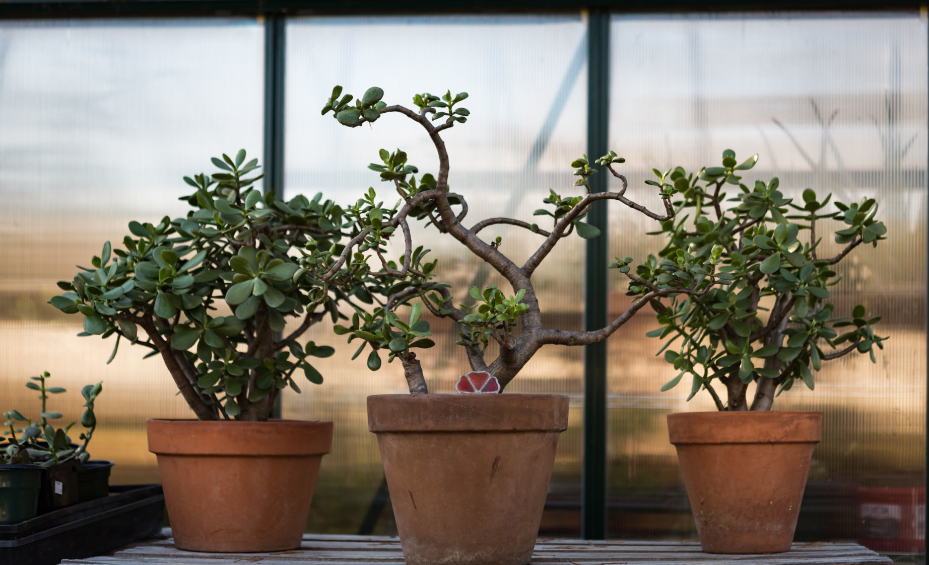 Plant Love